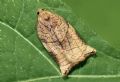 Archips podana
